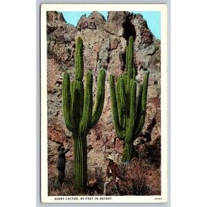 Postcard Arizona Giant Cactus Saguaros 45 Feet in Height Two Men Below c1920s AZ